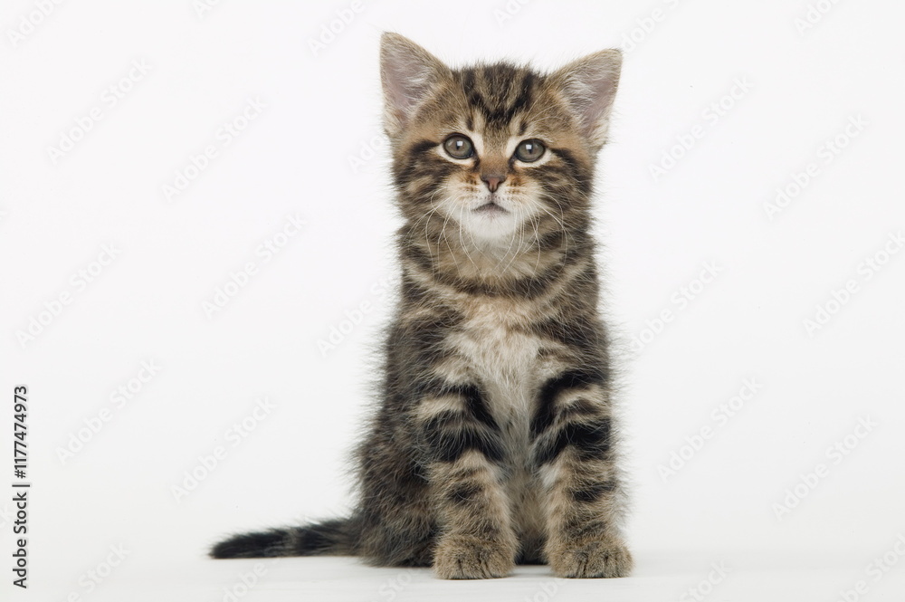 Obraz premium Chaton de gouttière