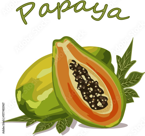 Tropical fruit in vector illustration.Colored vector illustration with papaya and text on a transparent background.