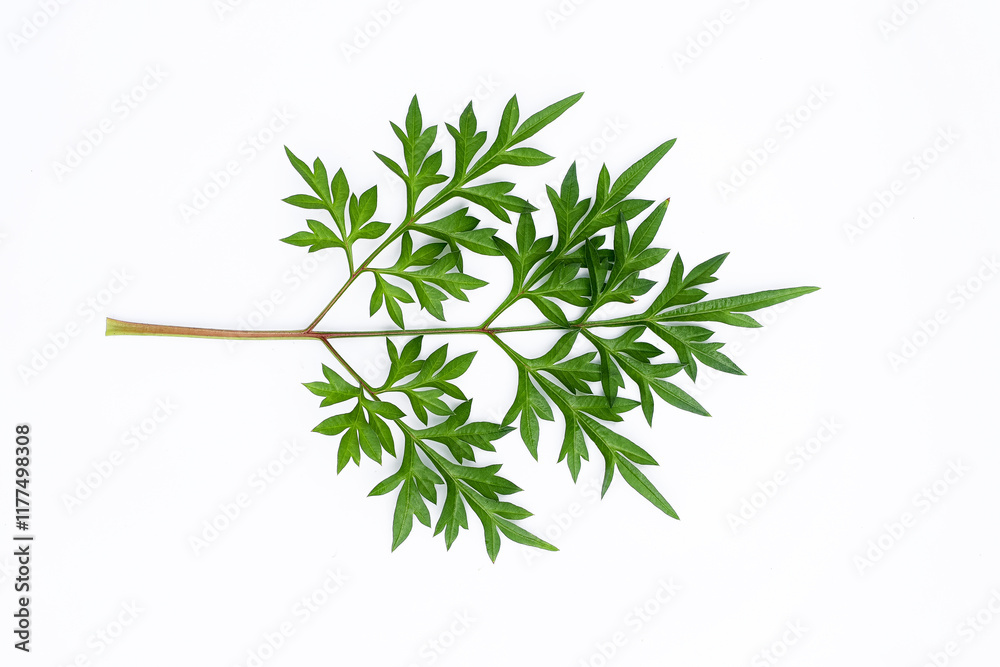 Kenikir leaves (cosmos caudatus) on an isolated white background Kenikir leaves (cosmos caudatus) on an isolated white background
