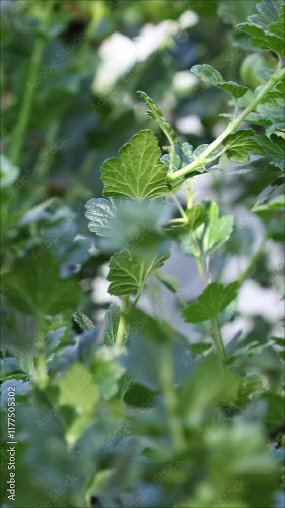 Close-Up Video Of Fresh Green Gooseberries Hanging From A Shrub, Showcasing Natural Growth And Garden Abundance During Summer. Slider Shot. Vertical. Close-Up Video Of Fresh Green Gooseberries Hanging From A Shrub, Showcasing Natural Growth And Garden Abundance During Summer. Slider Shot. Vertical.