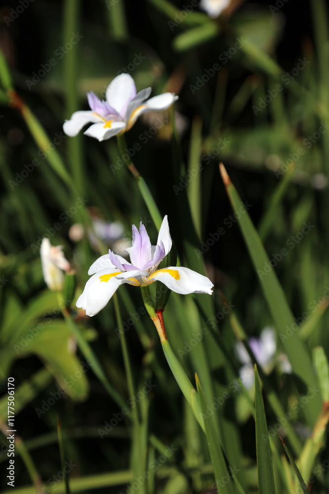 Butterfly iris blooms, New South Wales Australia
Butterfly iris blooms, New South Wales Australia