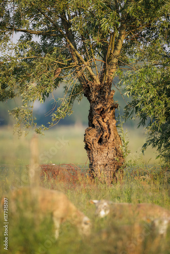 Little owl (Athene noctua) hiding in a willow tree, Belgium photo