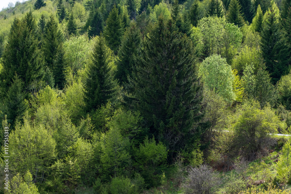 Lush green forest with tall evergreen trees and deciduous undergrowth Lush green forest with tall evergreen trees and deciduous undergrowth