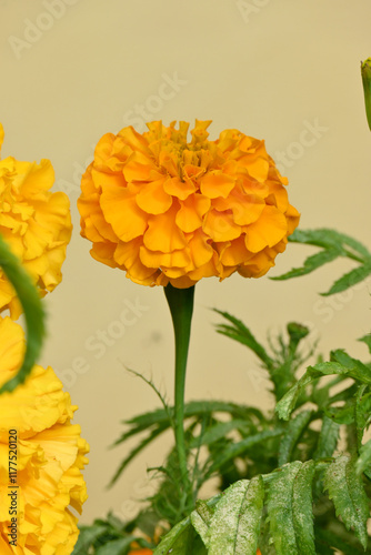 closeup the orange marigold flower with bud growing with leaves in the garden soft focus yellow brown background.