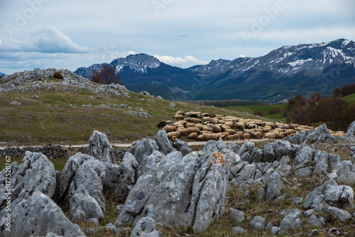 A flock of sheep crossing a rocky path towards snow capped mountains