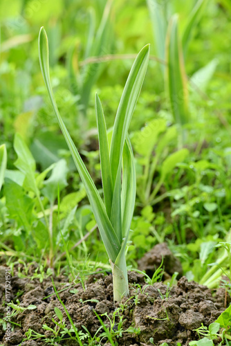 closeup the ripe green small garlic plant growing in the farm with brown soil soft focus natural brown background.