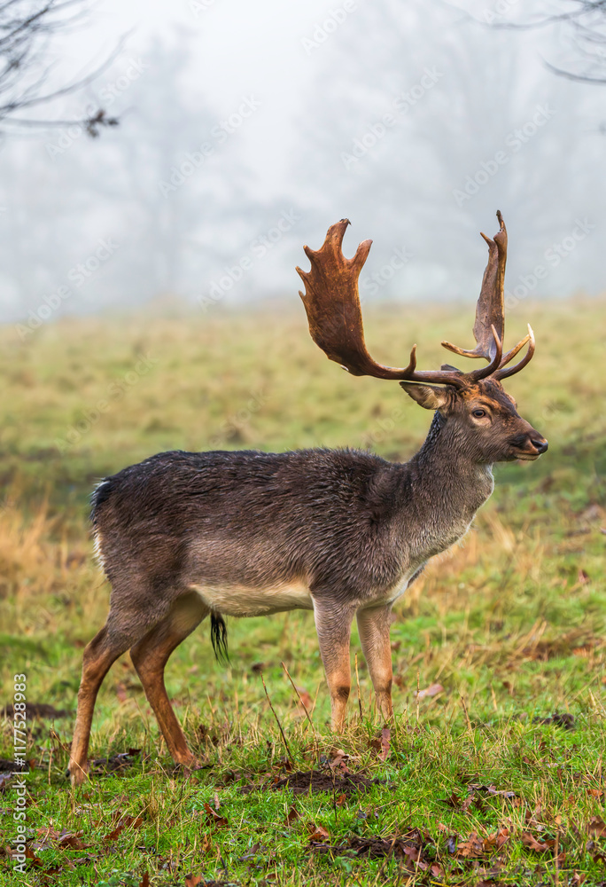 Dark-Hide Fallow Deer Without Spots in Misty Meadow Dark-Hide Fallow Deer Without Spots in Misty Meadow