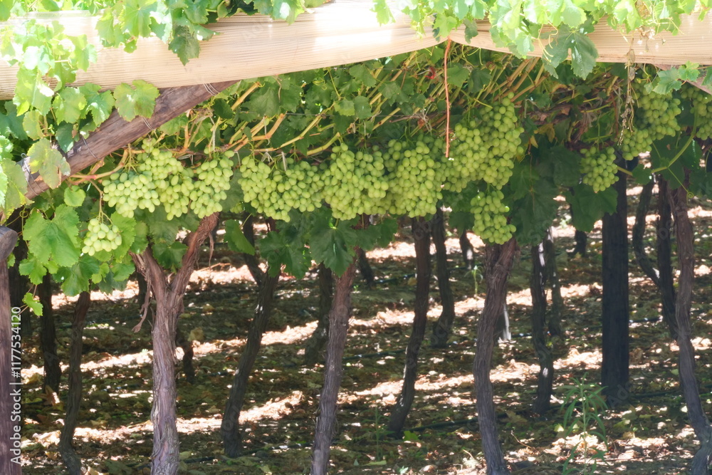 Viineyard of white grapes hanging look ripe and healthy in a big vineyard perfect for illustrating wine-related and grape farming-related content Viineyard of white grapes hanging look ripe and healthy in a big vineyard perfect for illustrating wine-related and grape farming-related content