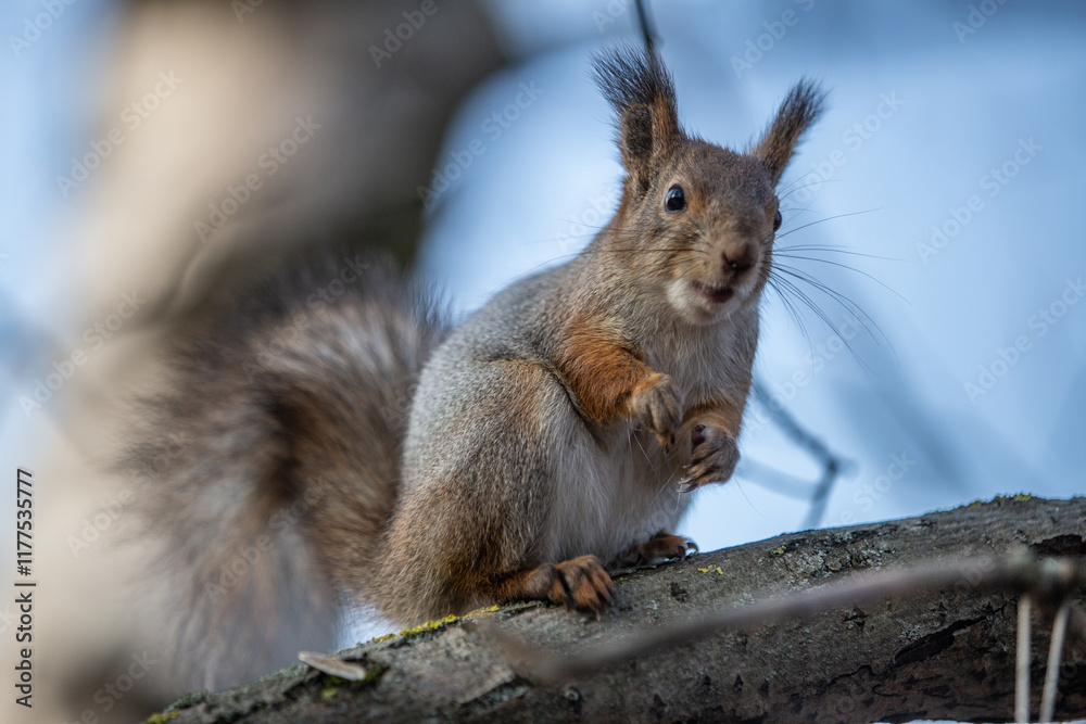 A squirrel sits on a branch with its front paws tucked in in a park in autumn. A squirrel sits on a branch with its front paws tucked in in a park in autumn.