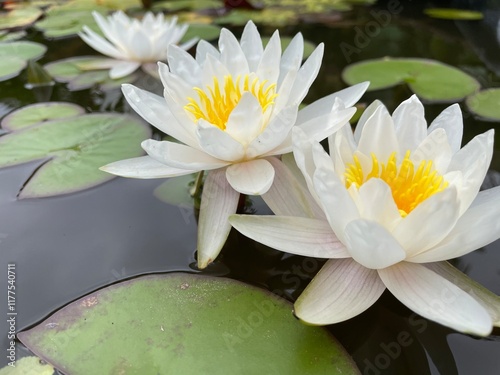 Nymphaea Marliacea Albida Water Lily Lotus photo