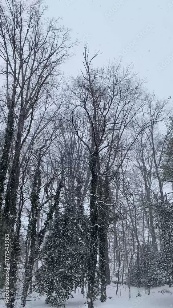 Winter Snow Storm in Snowy Woods Vertical Winter Snow Storm in Snowy Woods Vertical