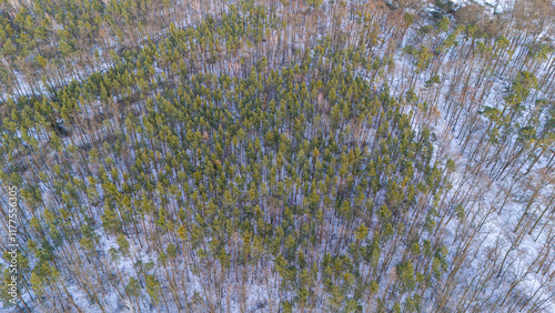 Winter forest from above