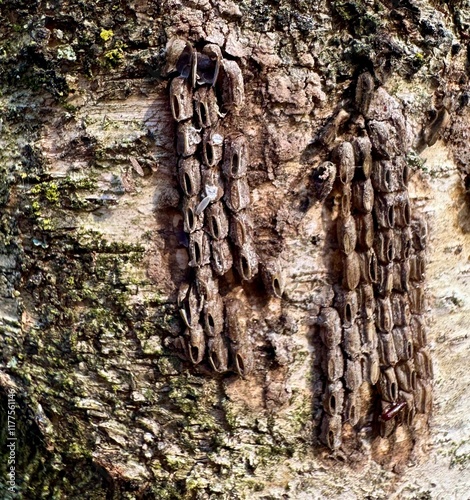 Spotted lanterfly egg mass on tree bark. Scientific name: Lycorma delicatura. Close up of spotted lantern fly egg case.  Summertime egg mass laid by invasive Spotted lantern fly . photo