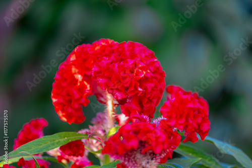 Selective focus of red purple flower in the pot, Celosia argentea commonly known as the plumed cockscomb or silver cock's comb is a herbaceous plant of tropical origin, Nature floral background. photo