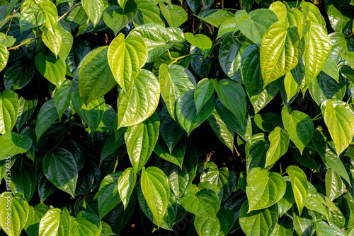 Selective focus of green leaves with sunlight, The piper betle is a species of flowering plant in the pepper family Piperaceae, It is an evergreen and dioecious vine with glossy heart-shaped leaves. photo