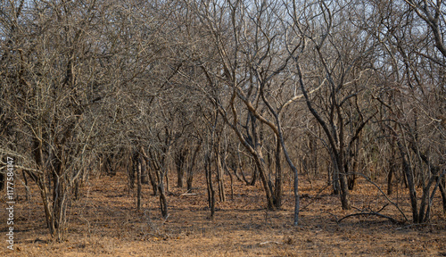 Landschaftsbild - Flora Botanik Busch im Krüger National Park - Kruger Nationalpark Südafrika photo