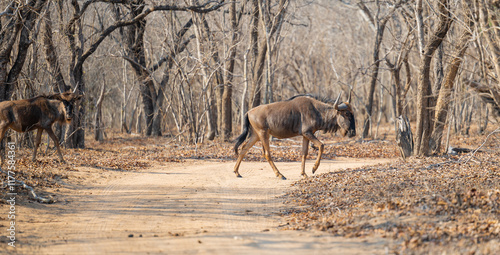 Afrikanische Tiere Streifengnu im Busch vom Krüger National Park - Kruger Nationalpark Südafrika photo