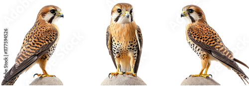 three views of a falcon perched on a stone. showcasing its distinctive plumage and sharp features the falcon is characterized by its brown and cream feathers. spotted underparts. and striking facial m photo