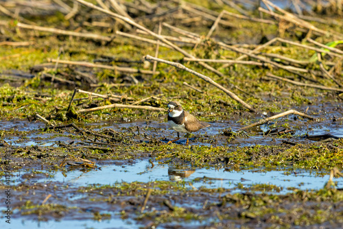 The semipalmated plover (Charadrius semipalmatus) is a small plover. A plover foraging on the shores of Lake Michigan in Wisconsin. photo