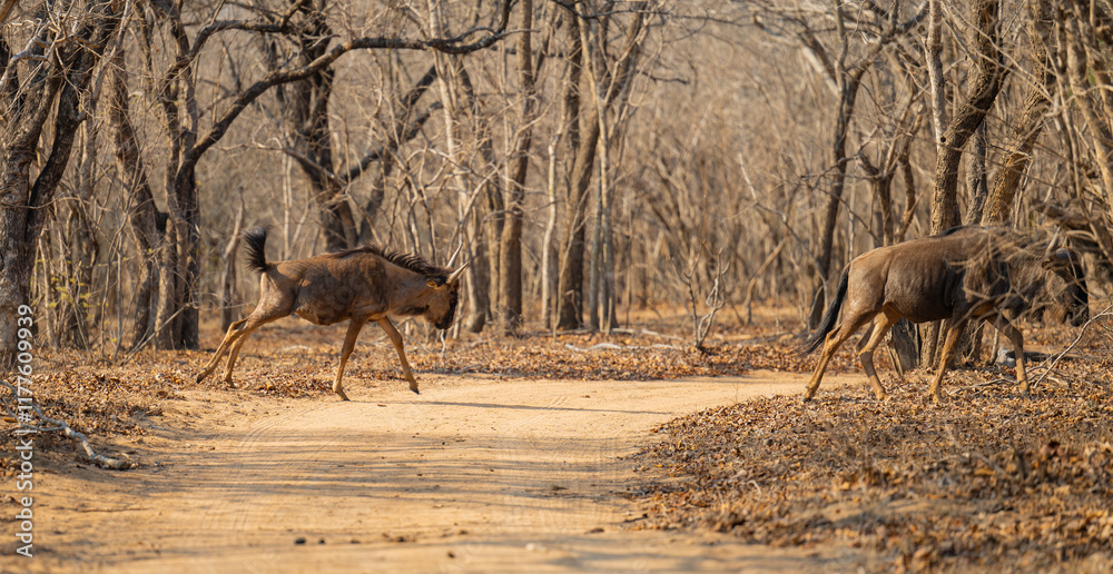 Afrikanische Tiere Streifengnu im Busch vom Krüger National Park - Kruger Nationalpark Südafrika