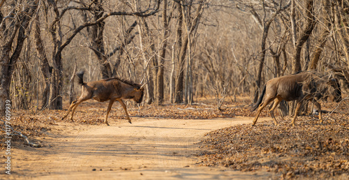 Obraz na płótnie Afrikanische Tiere Streifengnu im Busch vom Krüger National Park - Kruger Nationalpark Südafrika w salonie