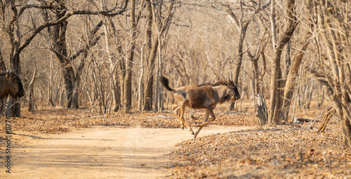 Obraz na płótnie Afrikanische Tiere Streifengnu im Busch vom Krüger National Park - Kruger Nationalpark Südafrika w salonie