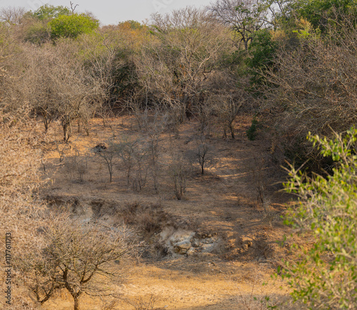 Obraz na płótnie Landschaftsbild - Flora Botanik Busch im Krüger National Park - Kruger Nationalpark Südafrika w salonie