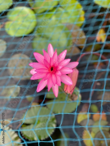 pink lotus flower