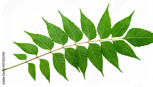 medicinal neem leaves azadirachta indica siamese isolated on transparent back generative ai photo