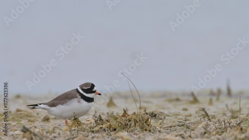 Common ringed plover 4k 60p 2 photo