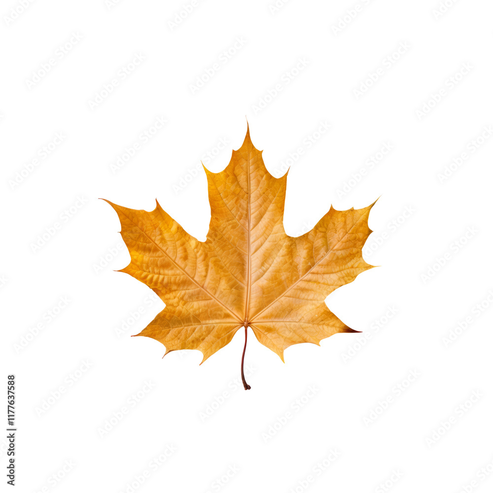 Golden Maple Leaf: A solitary autumn leaf, its vibrant yellow hues radiating against a clean backdrop. This image embodies the beauty of nature's transition. Golden Maple Leaf: A solitary autumn leaf, its vibrant yellow hues radiating against a clean backdrop. This image embodies the beauty of nature's transition.