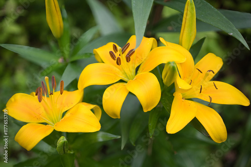 beautiful yellow flower asiatic lilium
 