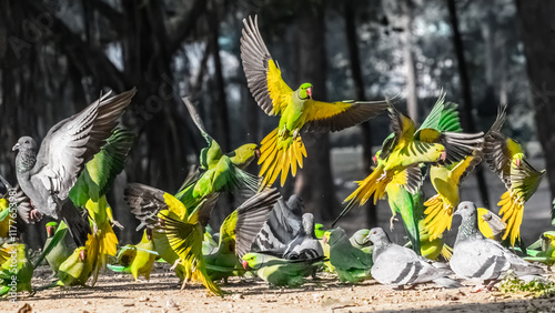 Rose Ringed Parakeet