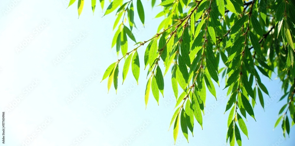 Fototapeta premium Isolated willow branch on white background against a blue sky, willow trees, isolated, leafy