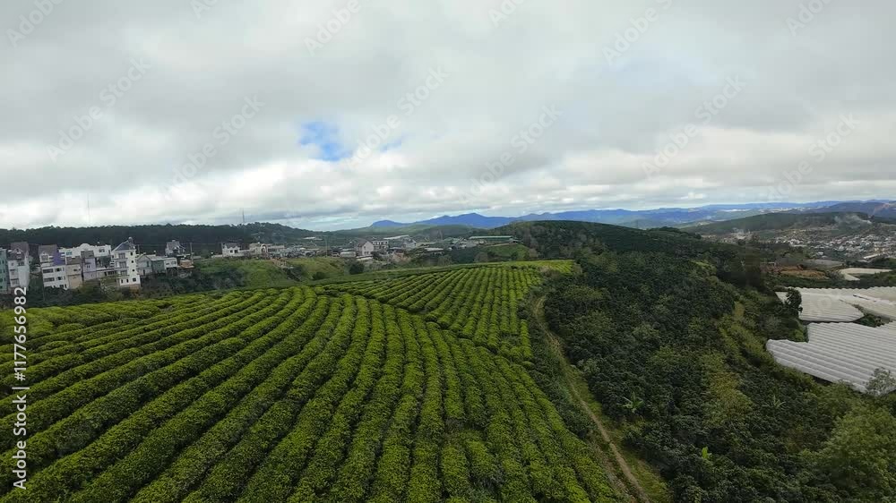 Dynamic FPV drone flight over tea plantation in Dalat, Vietnam Dynamic FPV drone flight over tea plantation in Dalat, Vietnam