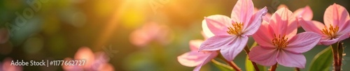 Soft pink petals of jasmine unfold like delicate stars in the warm sunlight of a summer morning, garden, botanical, floral arrangement