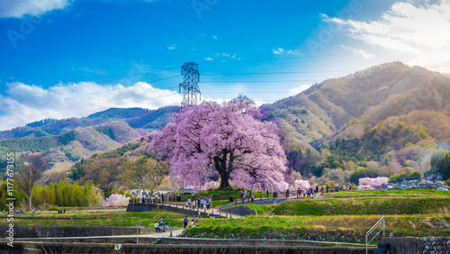 Beautiful landscape of Wanitsuka no Sakura large 330 year old cherry tree in full bloom is a symbol of Nirasaki, Yamanashi Japan. photo