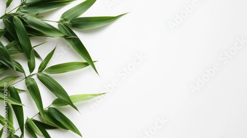 Bamboo leaves elegantly arranged on a clean white background for a natural and minimalistic aesthetic.