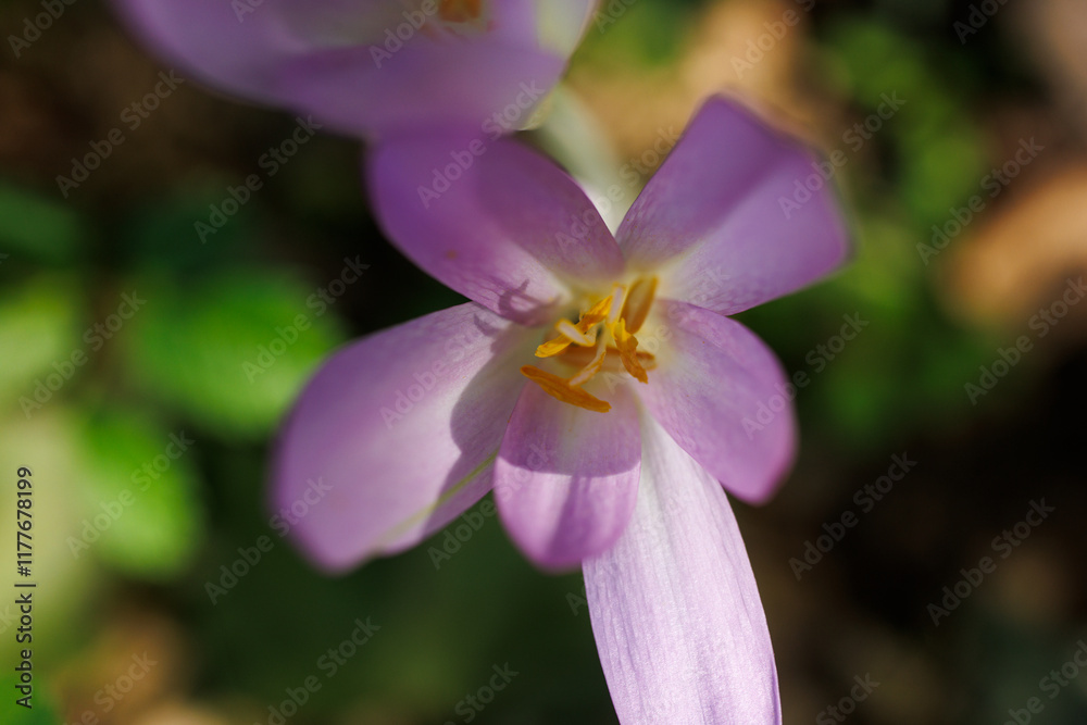 Autumn crocus or Colchicum autumnale flowers Autumn crocus or Colchicum autumnale flowers