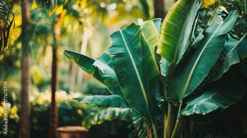 Lush banana plant foliage surrounded by vibrant green tropical landscape in sunlight photo