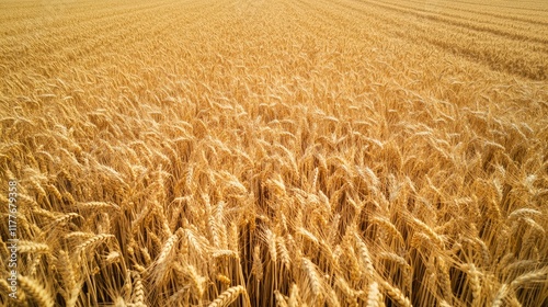 Aerial view of ripe golden wheat field ready for harvest showcasing agricultural abundance with ample empty space for text or branding