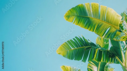 Banana tree leaves against a vibrant blue sky creating a tropical and refreshing atmosphere for nature and travel themes photo