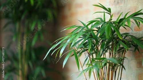 Bamboo palm houseplant adding a touch of elegance and greenery to indoor spaces through decorative interior design