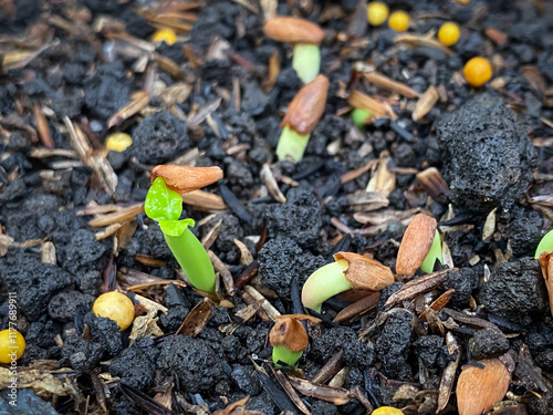 Close up photo of a young adenium arabicum tree sprout growing in the soil. photo