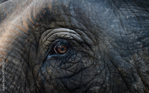 close-up of the eye of a beautiful adult elephant
