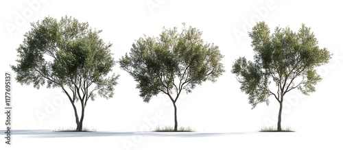 Wallpaper Mural Four different types of trees on a white background, summer cutouts trees Torontodigital.ca