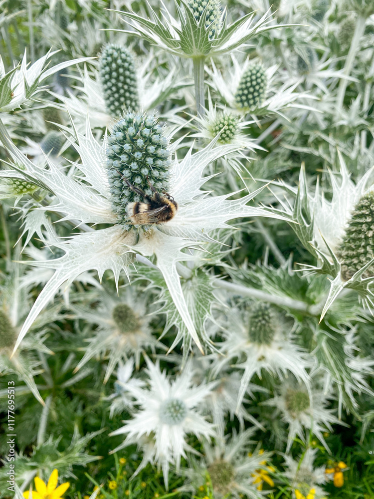 Bumblebee on Silver Thistle in Bloom Bumblebee on Silver Thistle in Bloom
