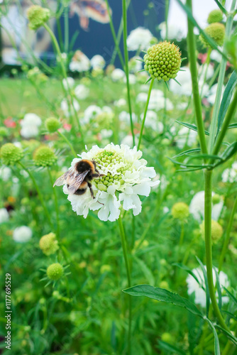 Bumblebee on White Scabiosa in a Garden