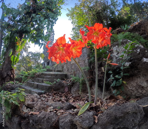 orange flower