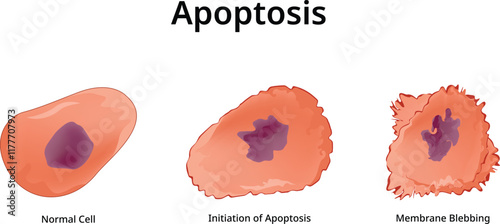Apoptosis Science Design Vector Illustration